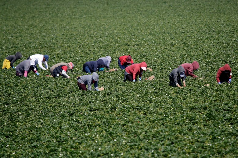 Workers harvest strawberries in Ventura County, California, where an estimated 88% of 20,000 farm and food-production workers are immigrants.