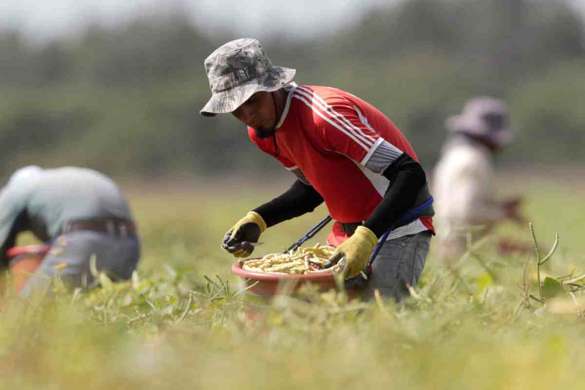 Immigrant workers harvest beans in May in Homestead, Florida.