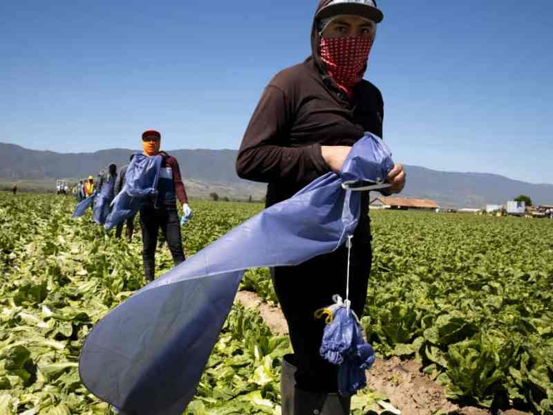 Hidden hardship: Guest farmworkers with visas died of COVID-19 in obscurity while Trump planned wage freezes